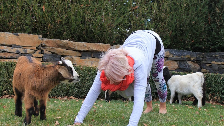 woman doing downward facing dog yoga pose while a young goat looks on