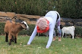 woman doing downward facing dog yoga pose while a young goat looks on