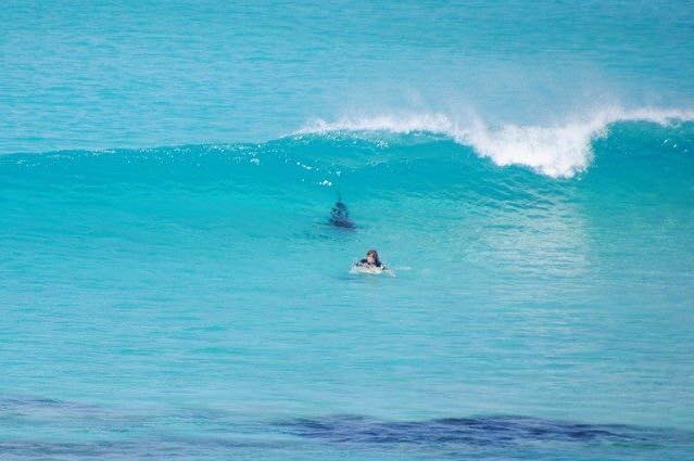 Surfer Andrew Johnston said the shark followed him for a short time before swimming away.