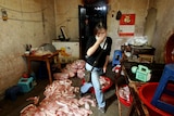 A reporter covers her nose from the stench of the rotting meat on the floor of an illegal meat processing factory in 2005
