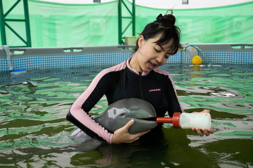 Feeding dolphin