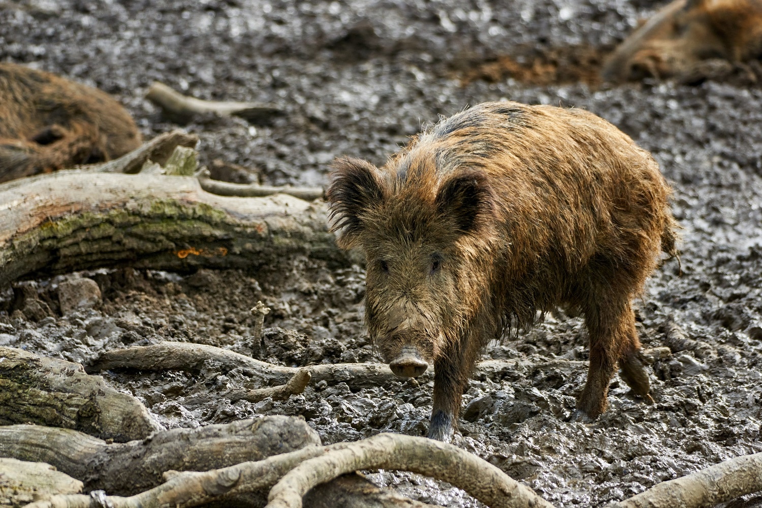 A light-brown half-grown feral pig stands in mud.
