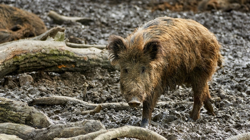 A hairy, bedraggled-looking feral pig in a patch of mud.