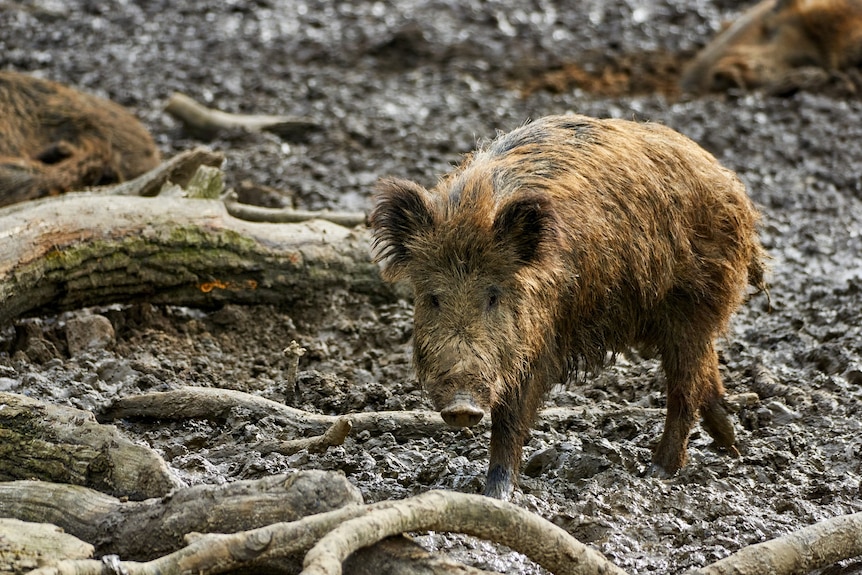 A hairy, bedraggled-looking feral pig in a patch of mud.