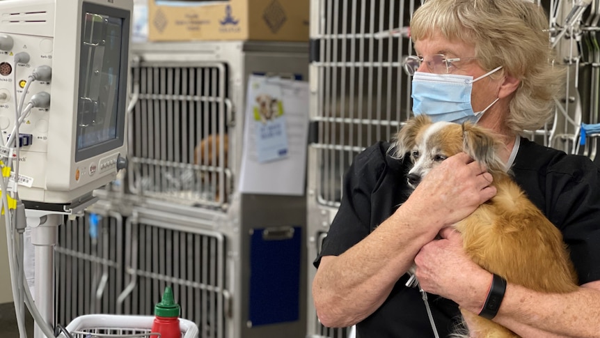 Vet nurse wearing a face mask holds a small dog.