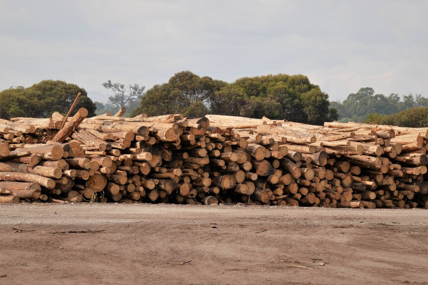 Piles of tree logs.