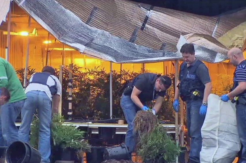 Police load cannabis plants into bags