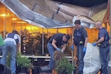 Police load cannabis plants into bags