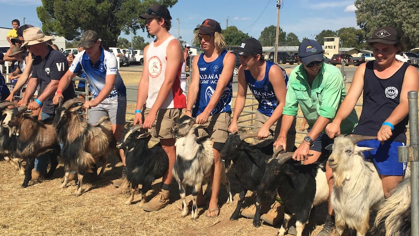 Handlers holding goats.