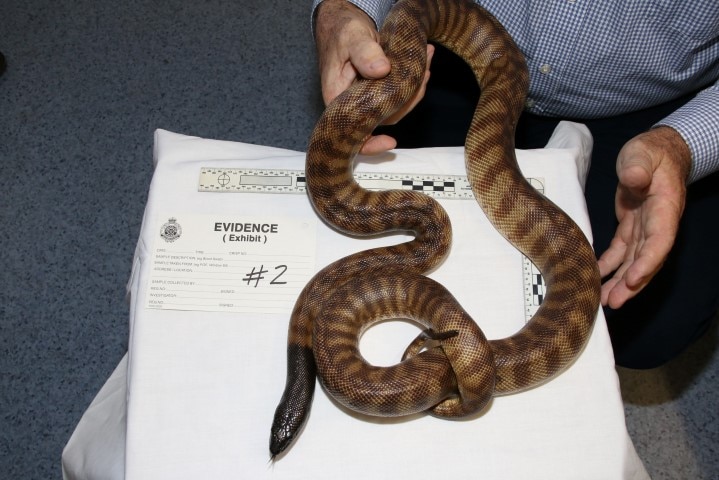 A black-headed python.
