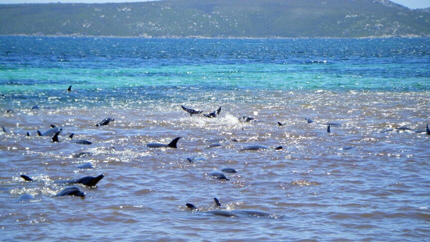 Dolphins at Whalers Cove near Albany