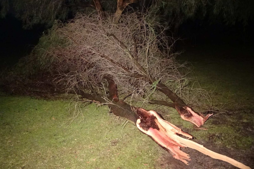 Two large tree banches lie on the ground.