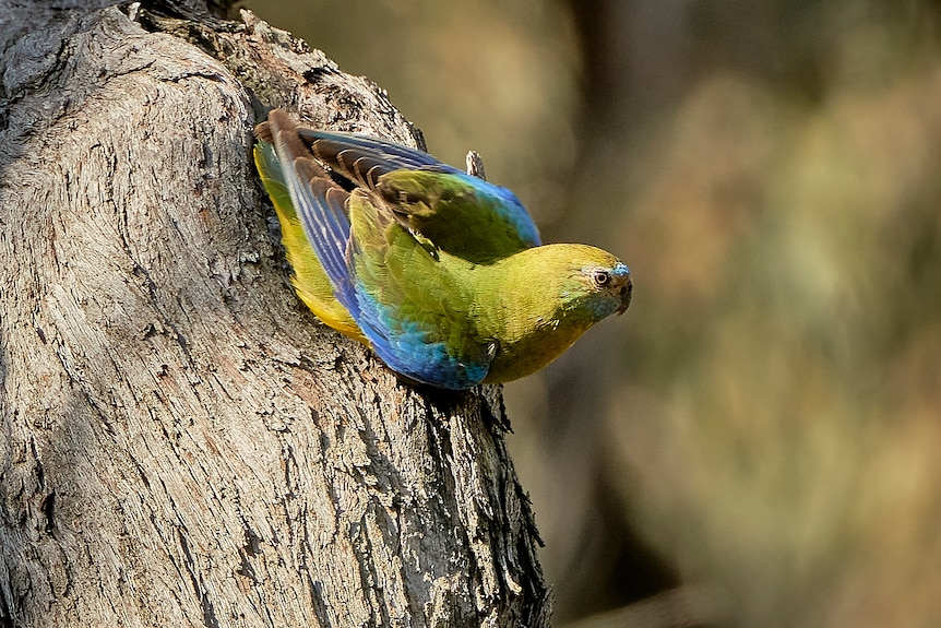A small Turquoise Parrot beings to open its wings in a tree, showing its blue, green, yellow and blue colours.
