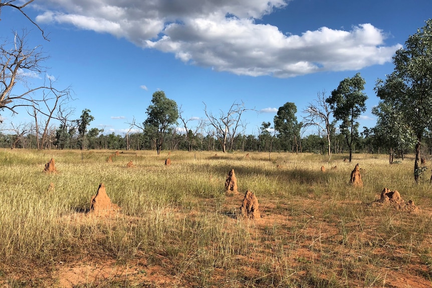 Eucalyptus woodland landscape with termite mounds and low grasses.