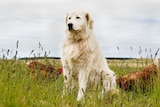 A sitting maremma dog surrounded by two chickens looks out over the paddock.