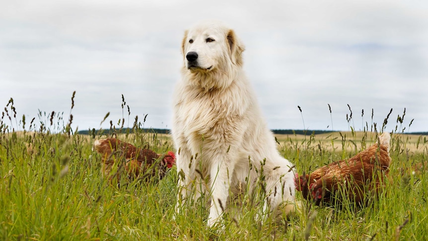 A sitting maremma dog surrounded by two chickens looks out over the paddock.