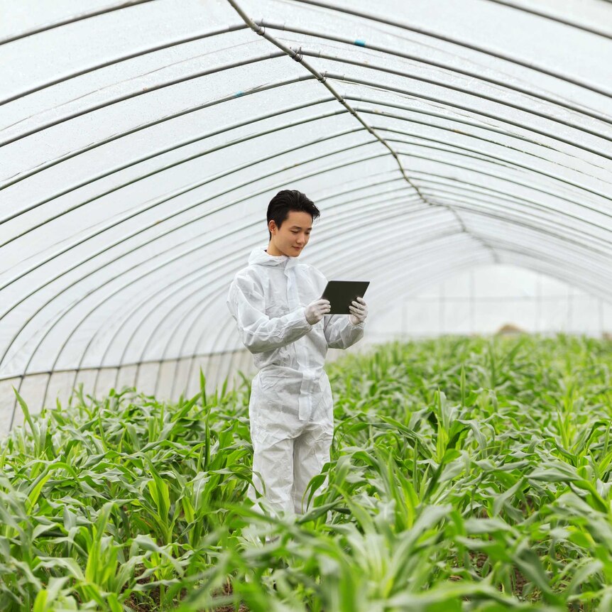 Scientist in greenhouse examining corn seedlings