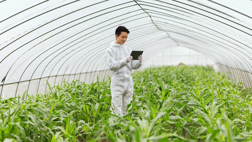 Scientist in greenhouse examining corn seedlings