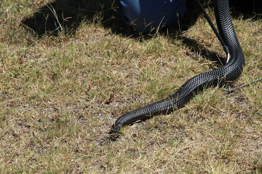 Red-bellied black snake being caught by a snake catcher.