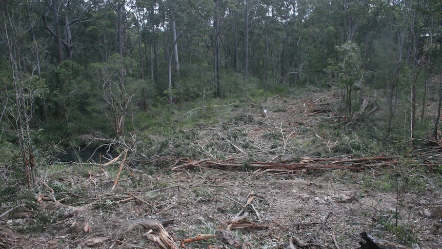 Trees block Nanabah Creek.