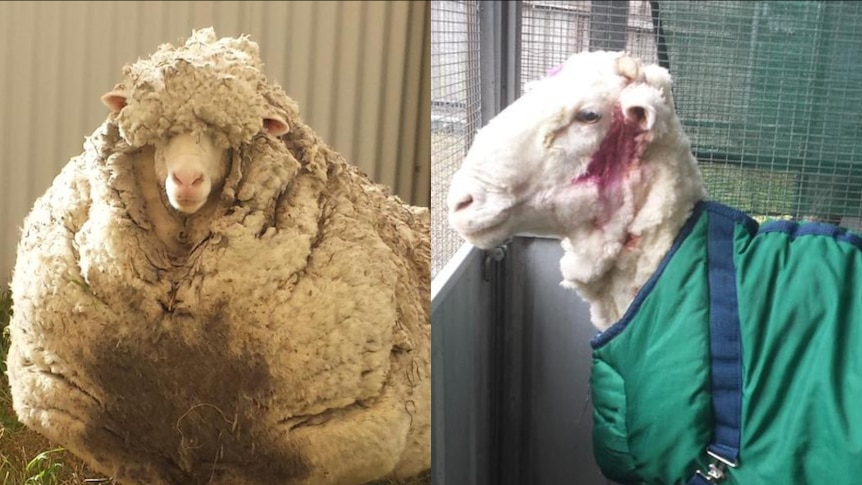 Very woolly sheep before and after shearing