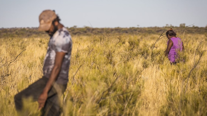 Rangers Nathaniel Wongawol and Trisha Williams fan out to search for signs of the animals