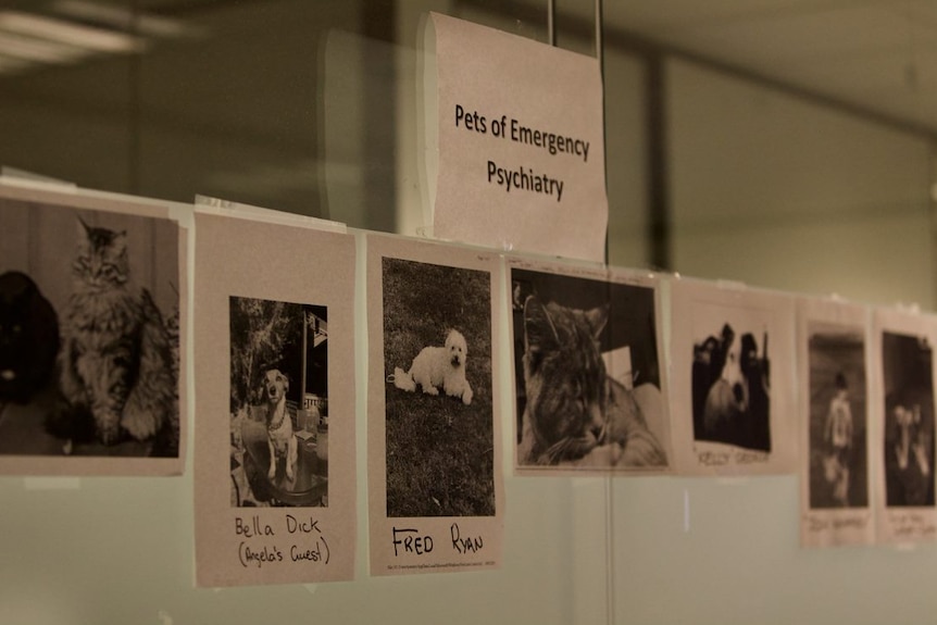 Black and white photos of dogs and cats are lined up on the wall under a sign saying 'pets of emergency psychiatry'.