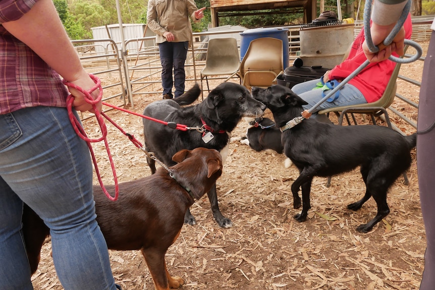 A variety of dogs in a dusty yard.