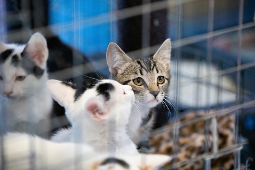 Kittens in a cage at an animal shelter.