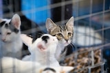 Kittens waiting to be adopted inside a cage. 