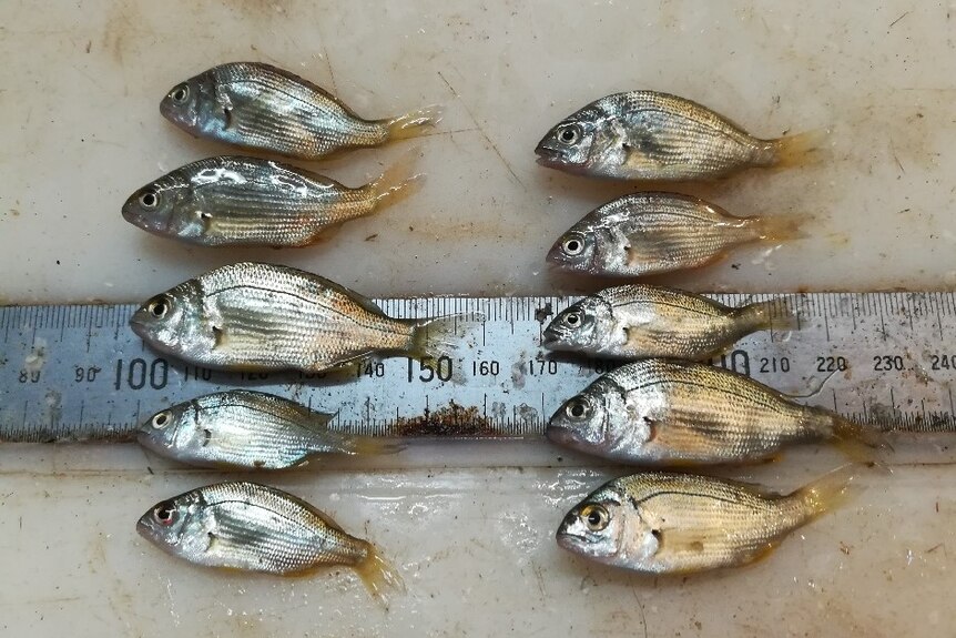 Coorong black bream