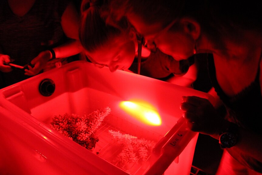 SeaSim researchers leaning over a tub use red lights to see whether their coral is ready to spawn