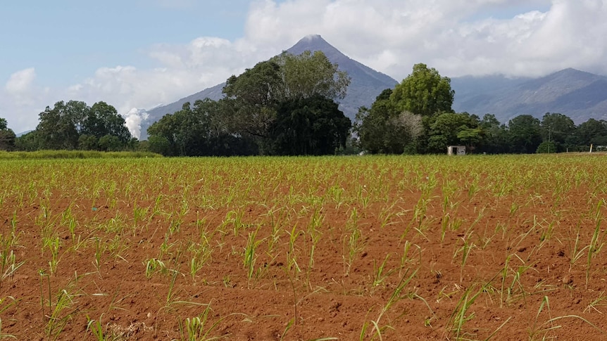 field of young sugar cane plants with Pyramid mountain and steam from sugar mill in the background