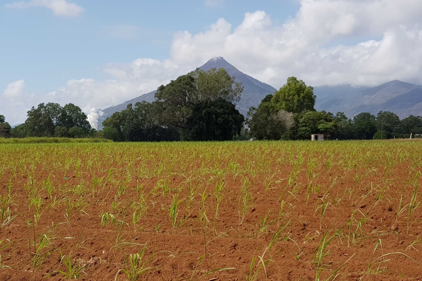 field of young sugar cane plants with a mountain and steam from sugar mill in the background