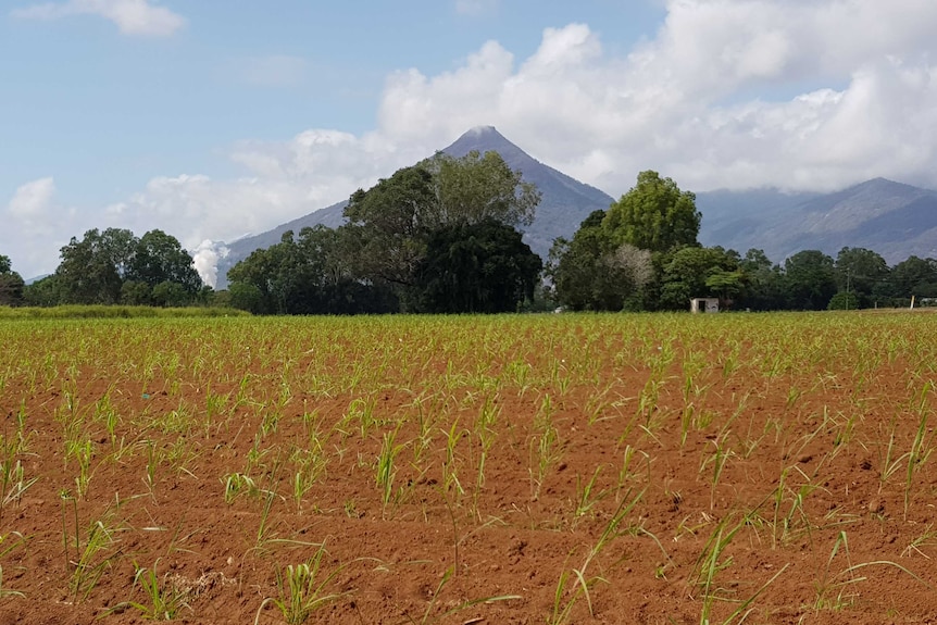 field of young sugar cane plants with Pyramid mountain and steam from sugar mill in the background