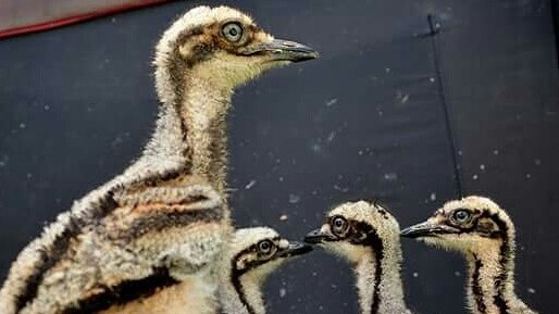 curlew chicks about six weeks old