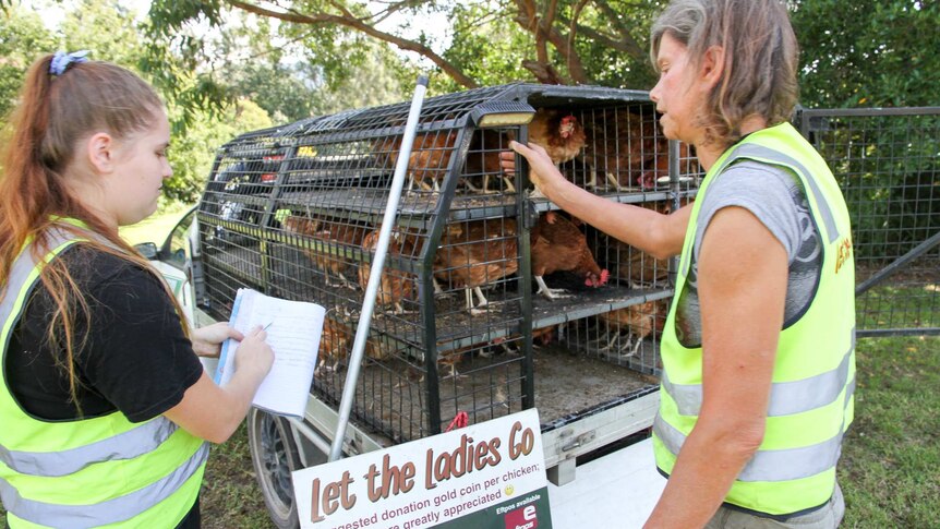 Two women in high-vis vests chat and make notes as the stand next to a ute loaded with cages filled with chickens.