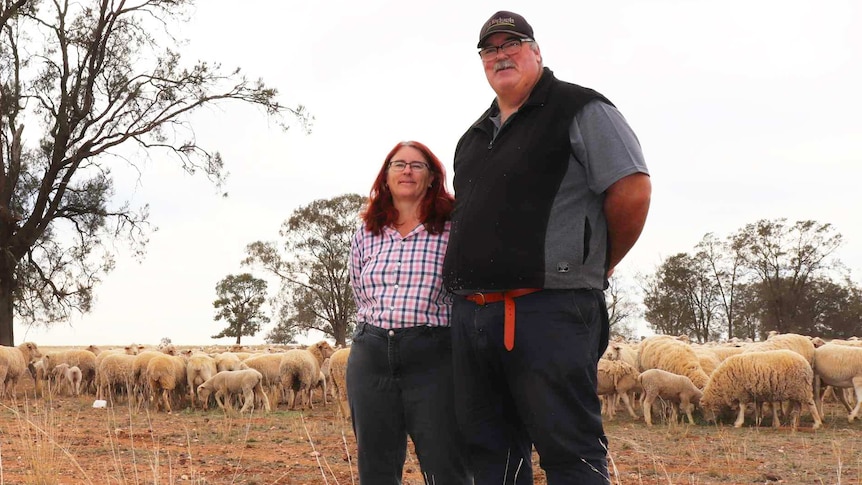 A man and a woman standing in a paddock, with sheep in the background.