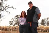 A man and a woman standing in a paddock, with sheep in the background.