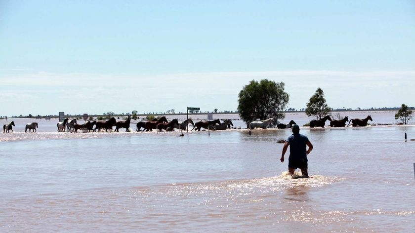 A farmer walks towards livestock in flood-affected areas in Coonamble