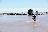 A farmer walks towards livestock in flood-affected areas in Coonamble