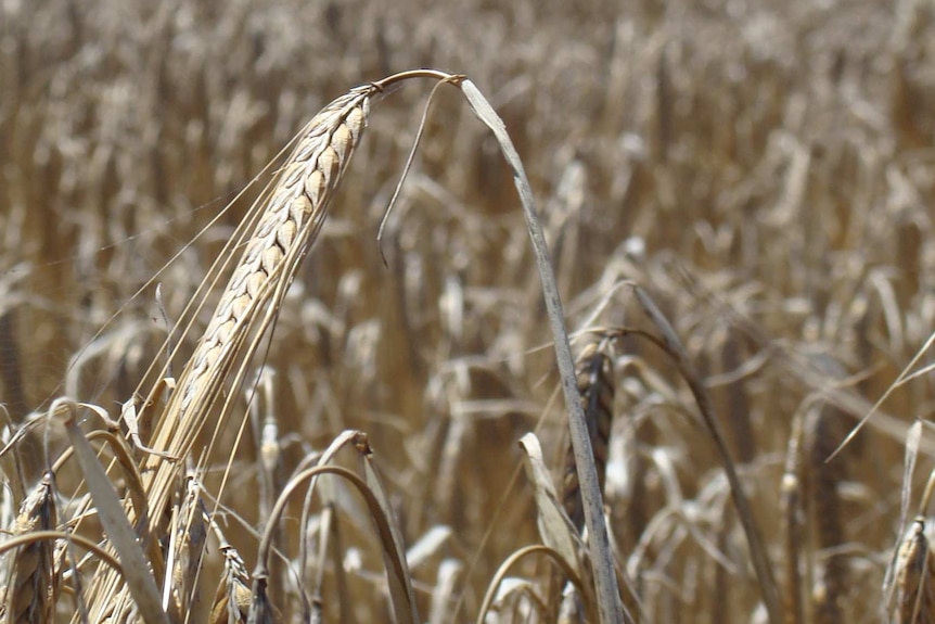 Wheat in a paddock in Western Australia