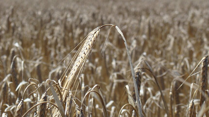 Wheat in a paddock in Western Australia