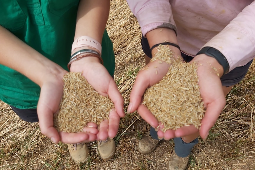 Two pairs of hands hold a pile of grass seed.