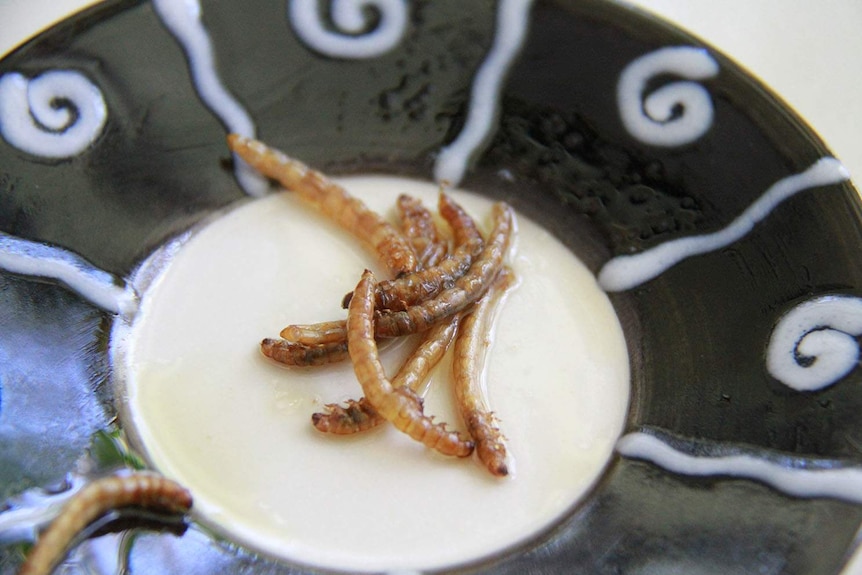 Plate of cooked mealworms fried in olive oil and seasoned with a bit of salt.