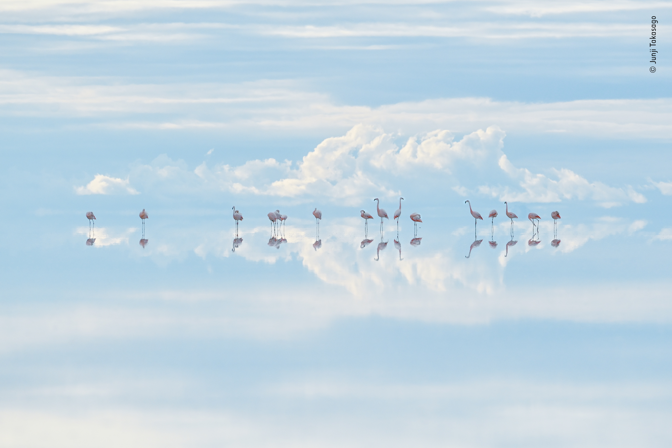Heavenly flamingos by Junji Takasago, Japan