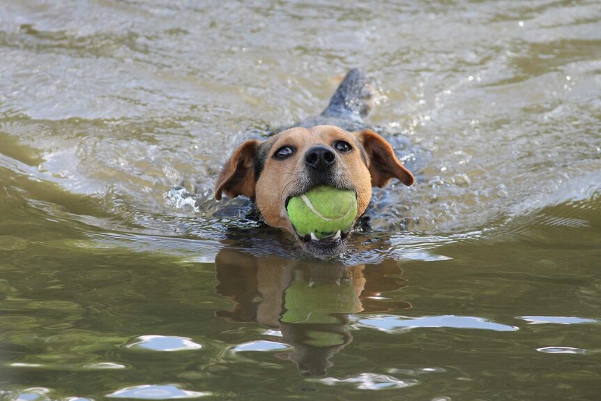 A dog with a ball in its mouth