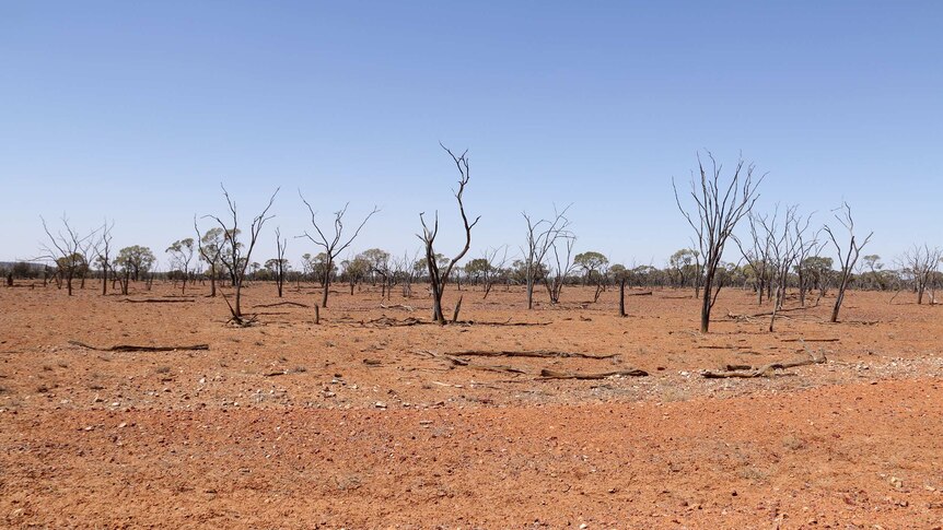Drought affected properties between Quilpie and Eromanga.