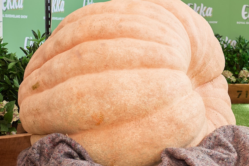 A giant orange pumpkin being weighed on scales