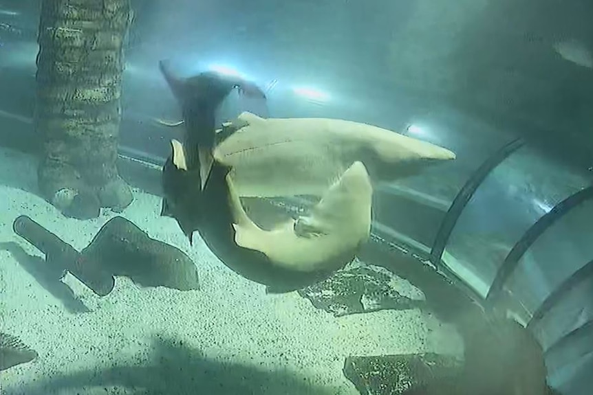 Three sharks swim close to each other in an aquarium.